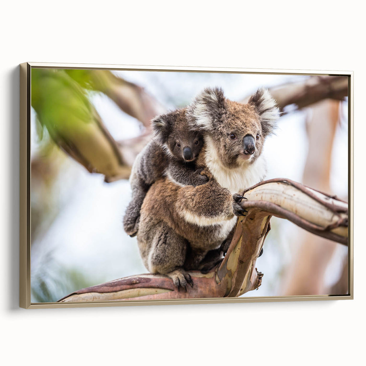 Framed canvas wall art showcasing a whimsical koala design in vibrant colors, featuring a gold frame and a side view perspective, ideal for animal lovers and home decor.