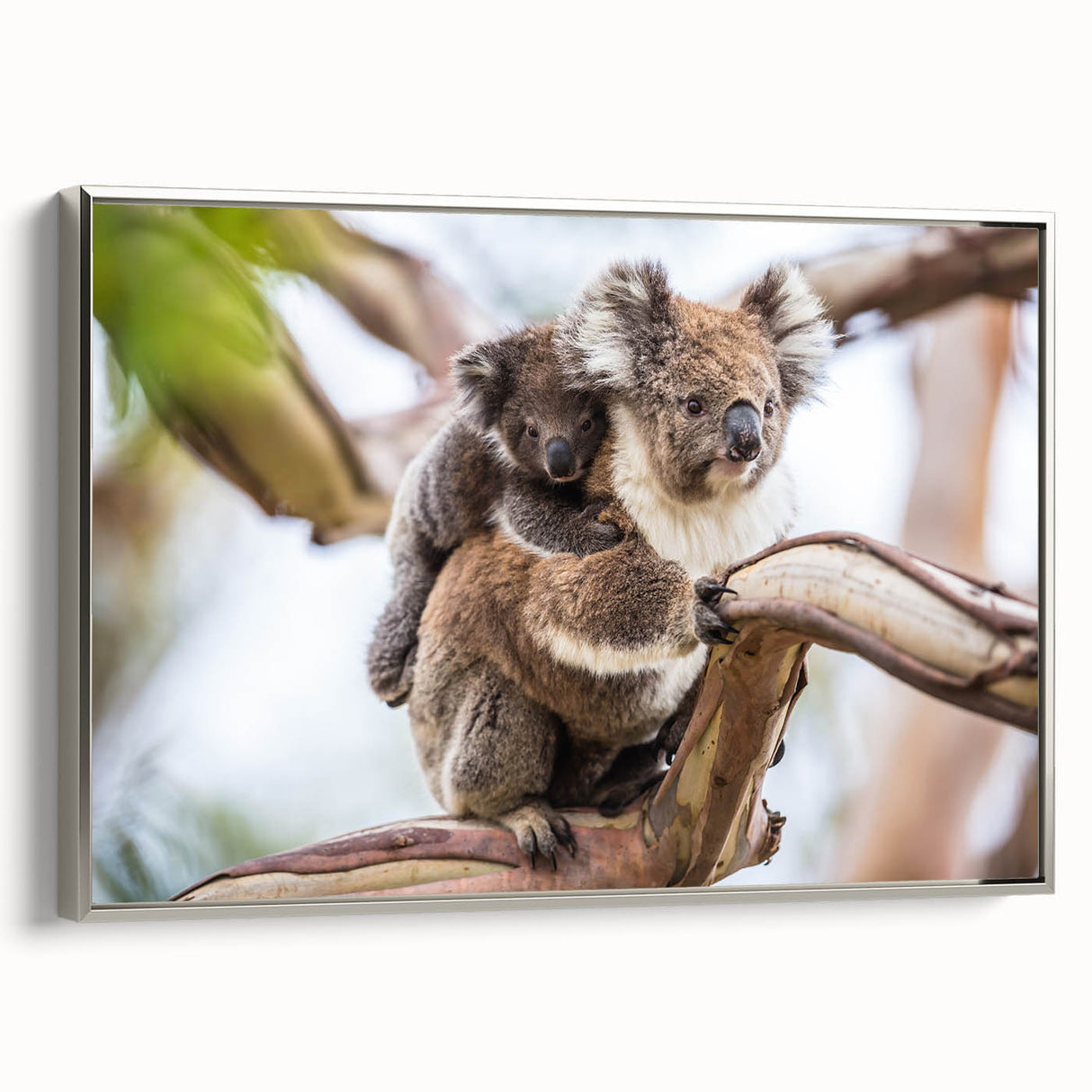Framed wall art featuring a serene koala design on high-quality canvas, showcasing detailed textures and a silver frame, ideal for wildlife-themed decor.