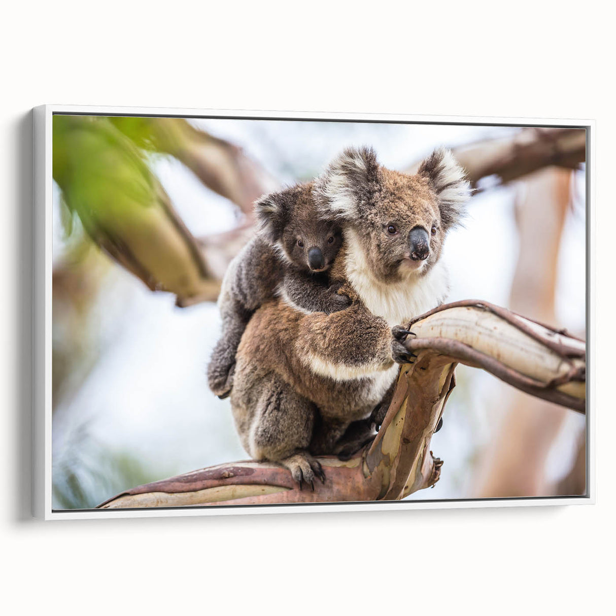 Framed wall art featuring a serene koala design on canvas, showcasing a white background and natural colors, ideal for animal lovers and home decor.
