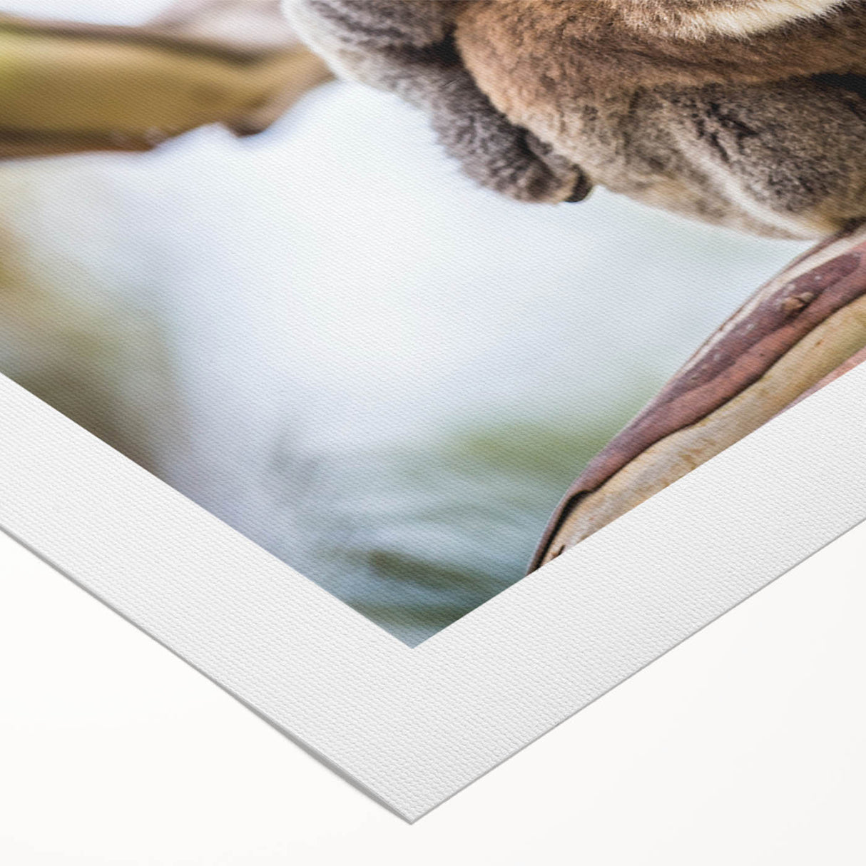 Close-up of a rolled canvas featuring a vibrant koala design from the "Animals A Wild Life" collection, showcasing detailed colors and textures, perfect for animal-themed decor.