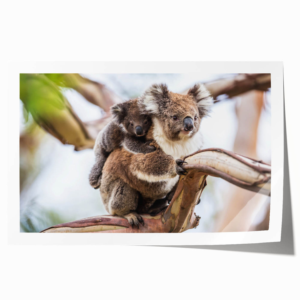 Koala wall art design showcasing a vibrant, detailed illustration of a koala in its natural habitat, perfect for animal lovers and home decor enthusiasts.