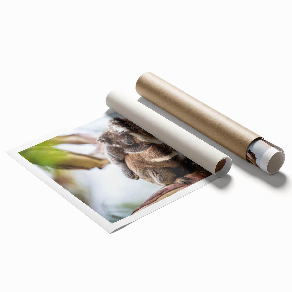 Koala wall art design featuring a vibrant illustration of a koala in a natural setting, ideal for wildlife enthusiasts and home decor, rolled for easy framing.