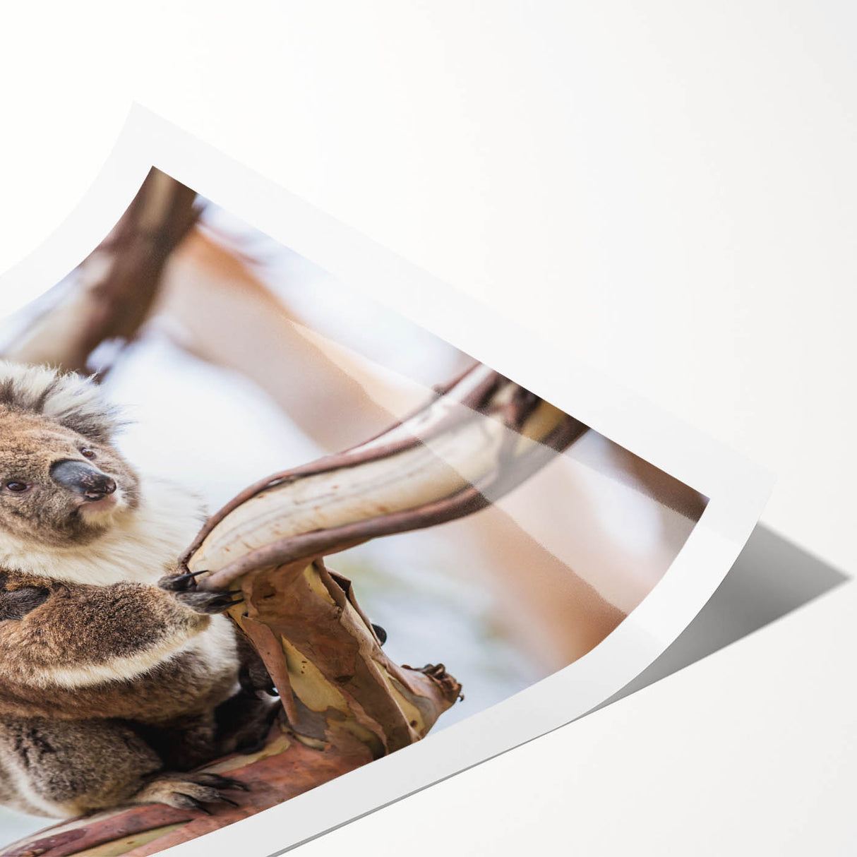 Koala wall art design featuring a vibrant, colorful illustration of a koala in its natural habitat, rolled for easy framing and display, perfect for animal lovers.