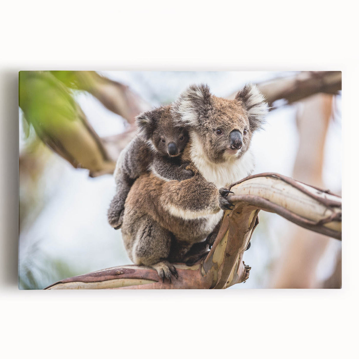 Stretched canvas wall art showcasing a vibrant and detailed koala design, featuring a lush green background, ideal for animal lovers and modern decor.