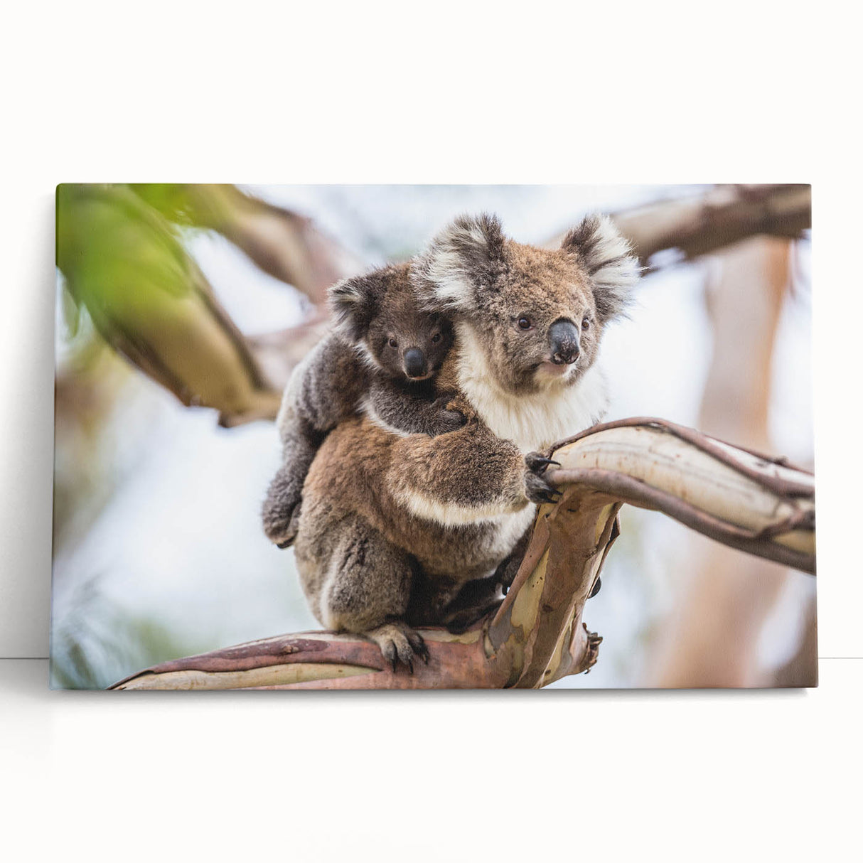 Koala wall art design on stretched canvas, showcasing a vibrant illustration of a koala surrounded by eucalyptus leaves, perfect for animal lovers and home decor.