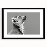 Framed wall art featuring a vibrant lemur design from the "Animals A Wild Life" collection, presented in a sleek black frame with a mat for an elegant display. Perfect for animal lovers and home decor enthusiasts looking to add a playful touch to their space.