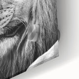 Close-up of a vibrant acrylic glass wall art piece featuring a majestic lion design, showcasing intricate details and vivid colors, perfect for animal lovers and home decor enthusiasts.