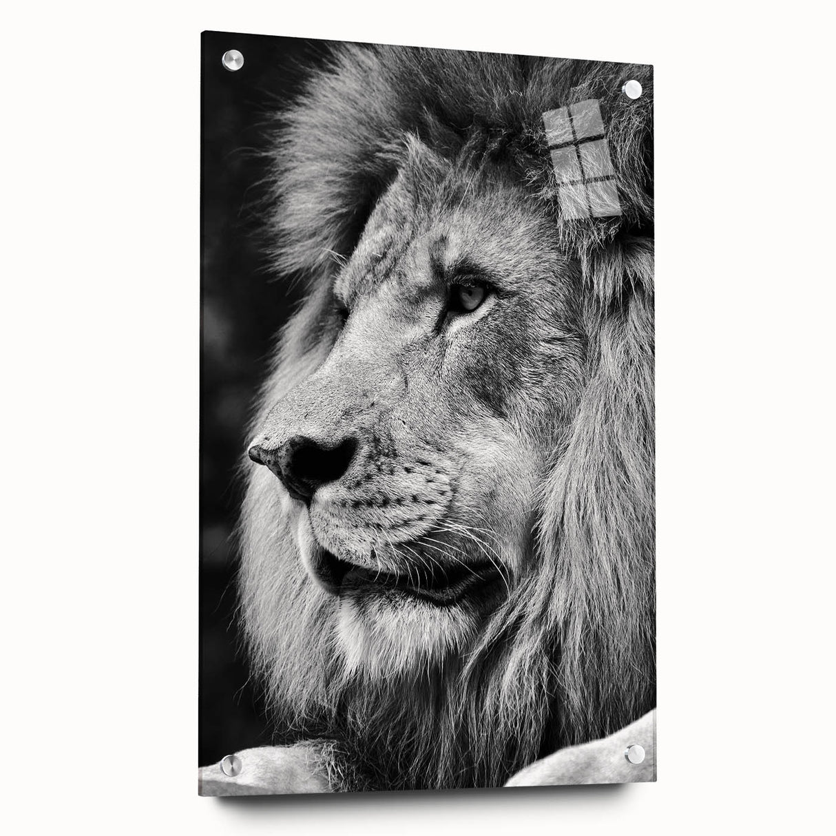 Acrylic wall art featuring a striking side view of a lion, showcasing intricate designs and vibrant colors, perfect for wildlife enthusiasts and home decor.