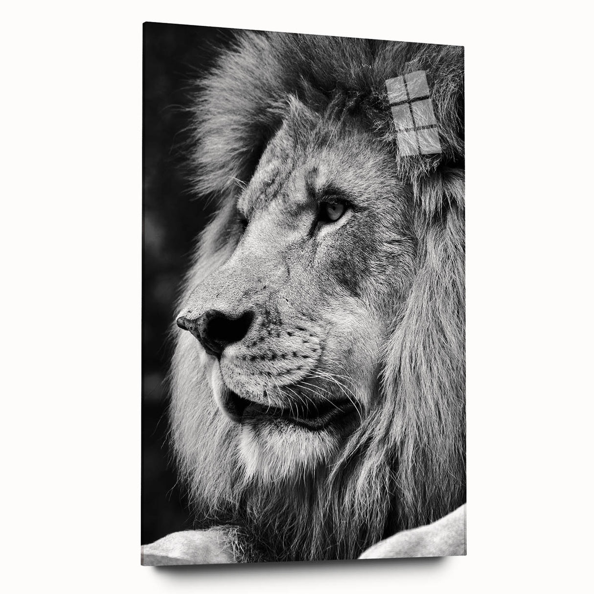 Acrylic glass wall art featuring a detailed side view of a lion, showcasing intricate design elements and vibrant colors, perfect for wildlife enthusiasts and home decor.