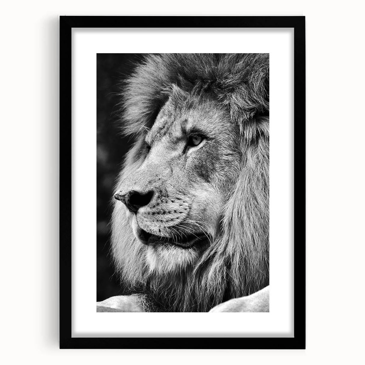 Framed wall art featuring a striking lion design from the "Animals a Wild Life" collection, presented in a sleek black frame with a mat. Ideal for wildlife enthusiasts.
