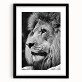 Framed wall art featuring a striking lion design from the "Animals a Wild Life" collection, presented in a sleek black frame with a mat. Ideal for wildlife enthusiasts.