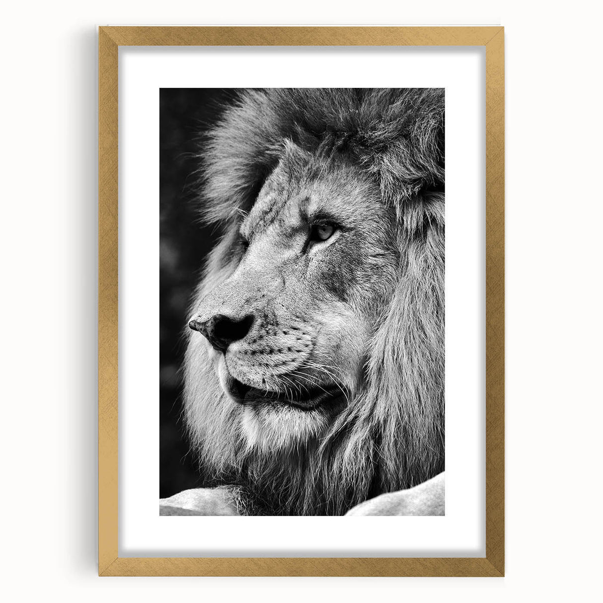 Framed wall art featuring a majestic lion design with a gold mat, ideal for wildlife enthusiasts. Perfect for adding a touch of elegance to any room decor.