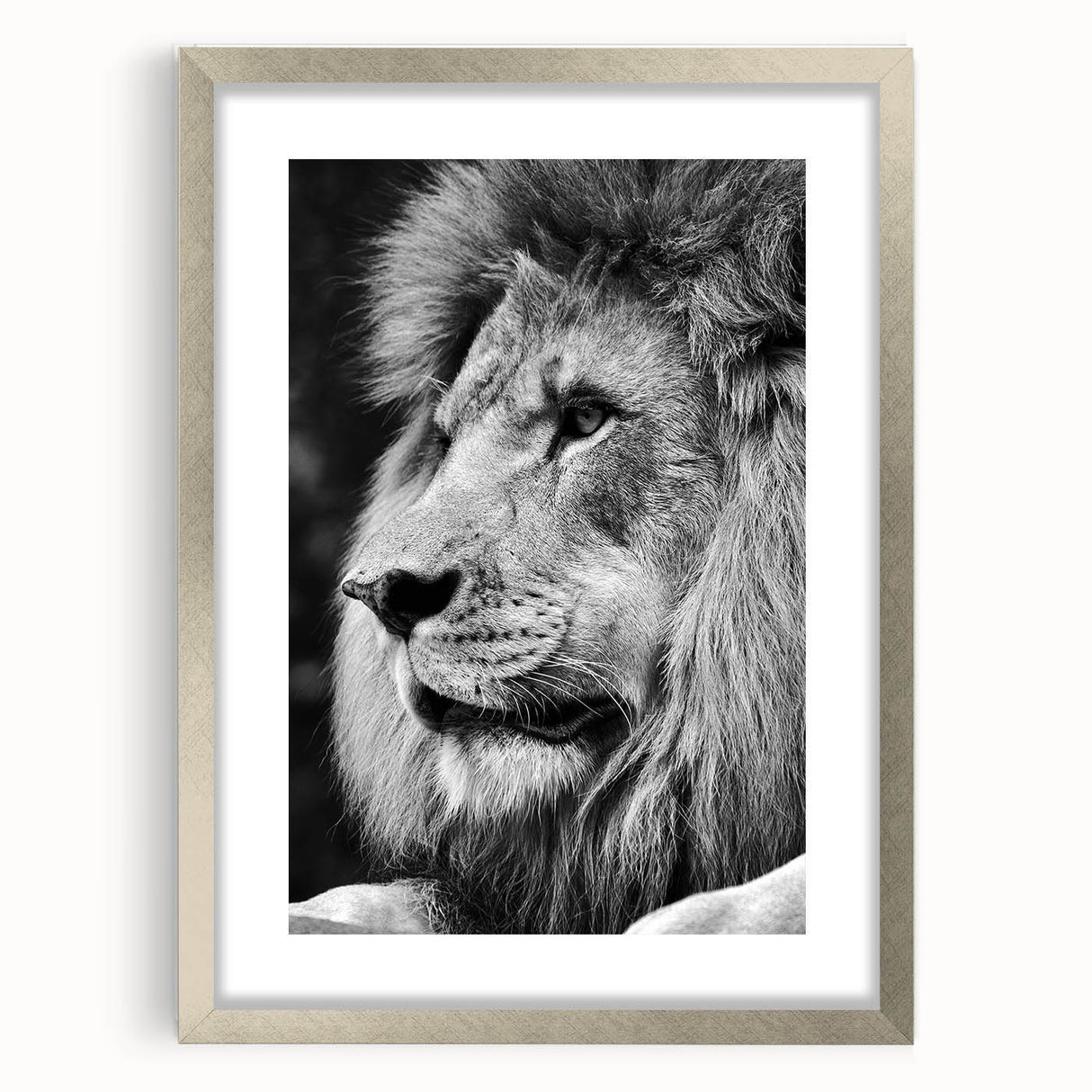 Framed wall art featuring a majestic lion design, showcasing intricate details and vibrant colors, set in a stylish silver frame with a mat for an elegant presentation. Perfect for wildlife enthusiasts and home decor.