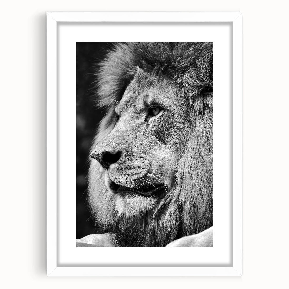 White-framed lion wall art print showcasing a striking wild animal design, perfect for home decor, emphasizing nature's beauty and wildlife artistry.