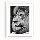 White-framed lion wall art print showcasing a striking wild animal design, perfect for home decor, emphasizing nature's beauty and wildlife artistry.