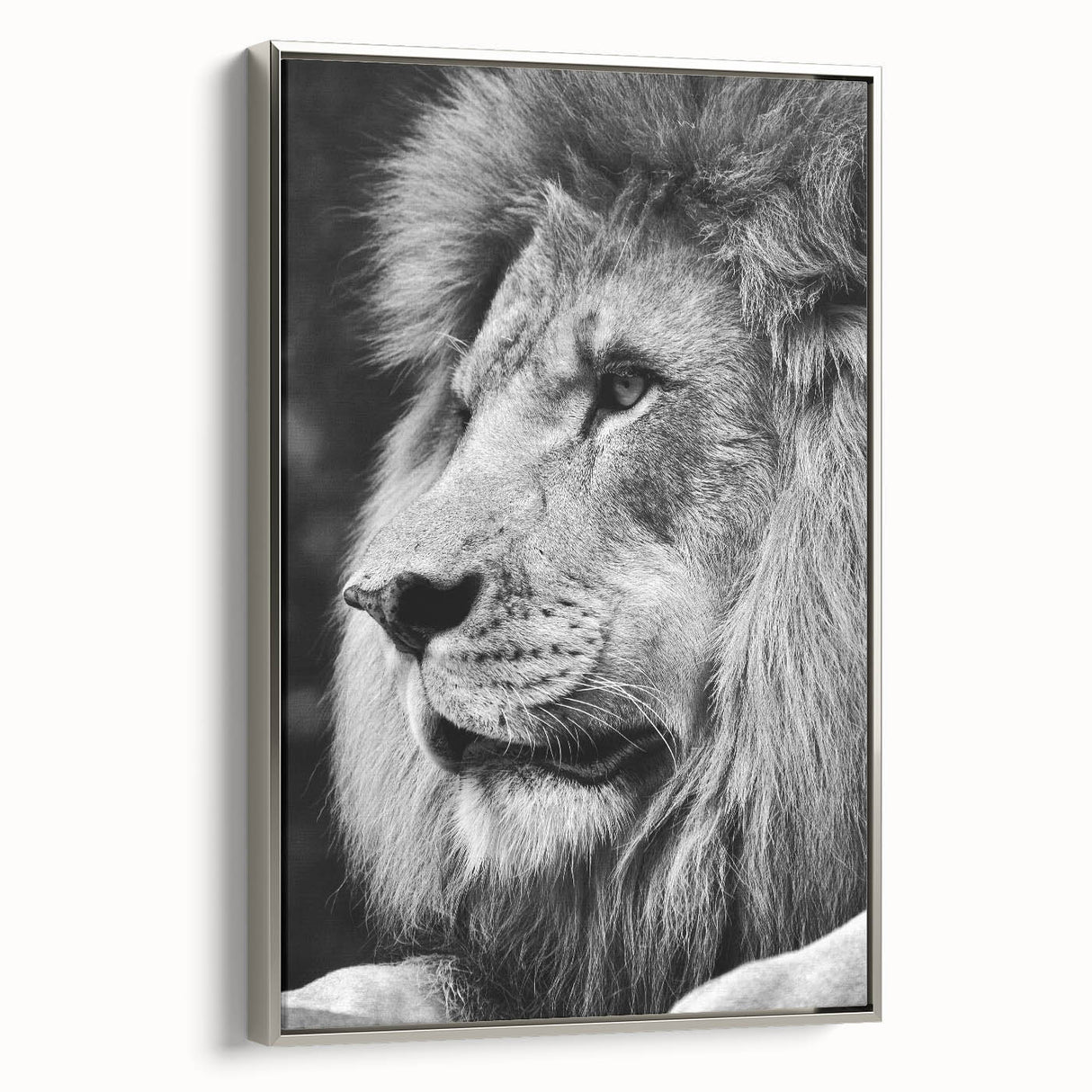 Framed canvas wall art featuring a striking side view of a majestic lion, showcasing intricate details and a silver frame, ideal for wildlife enthusiasts and home decor.
