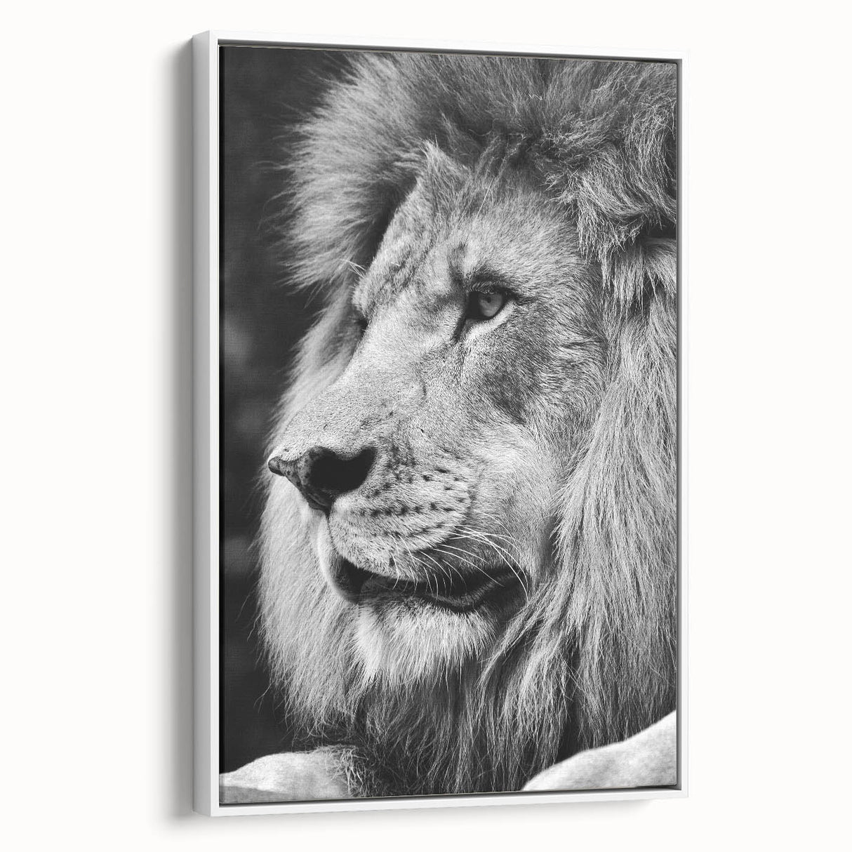 Framed canvas wall art showcasing a majestic lion design, featuring vibrant colors and intricate details, set against a white background for a striking visual impact.