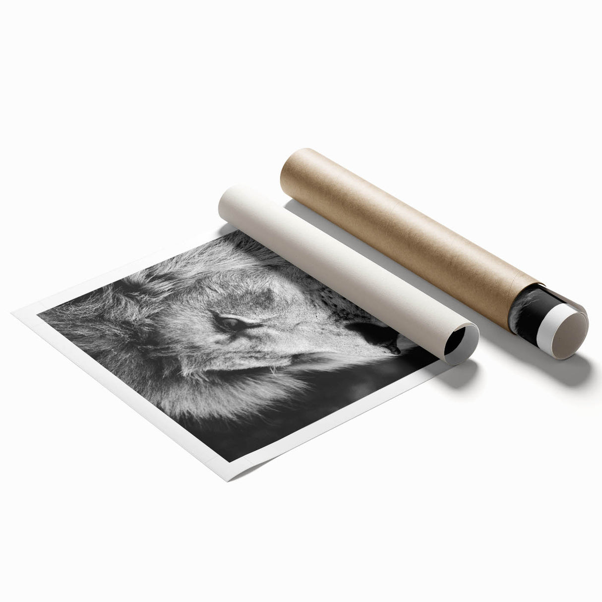 Rolled canvas print showcasing a majestic lion design with vibrant colors, perfect for wildlife enthusiasts. Packaged securely in a cardboard tube for safe delivery.