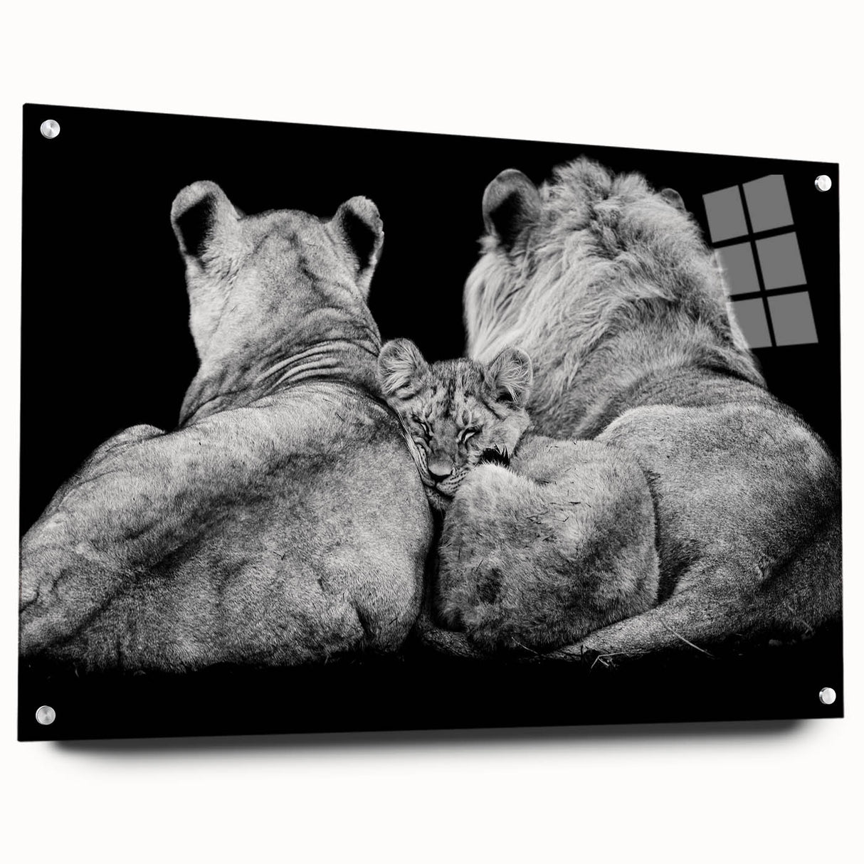 Acrylic wall art featuring a striking side view of a lion, showcasing intricate details and vibrant colors, ideal for animal lovers and modern decor. Perfect for adding a bold statement to any living space or office.