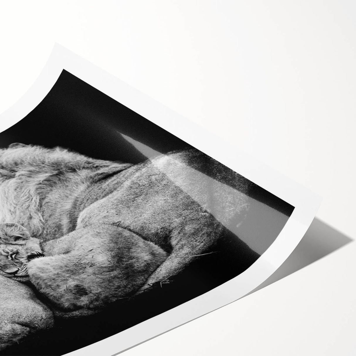 Vibrant rolled print of a majestic lion design, showcasing intricate details and rich colors, perfect for wildlife-themed decor and art collections.