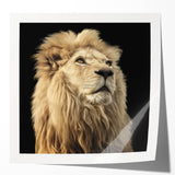 Vibrant wall art collection featuring striking lion designs in glossy finish, perfect for enhancing home decor with a wild, African theme.