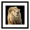 Framed wall art featuring a striking lion design in a black frame with a mat, showcasing vibrant colors and intricate details, perfect for wildlife enthusiasts.