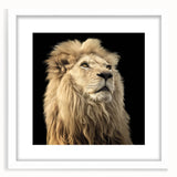 Framed wall art collection featuring a lion design, showcasing vibrant colors and intricate details. The white mat enhances the artistic presentation, perfect for wildlife enthusiasts.