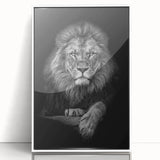 Framed acrylic wall art featuring a striking lion design from the "Animals A Wild Life" collection, set against a white background, ideal for animal lovers and home decor.