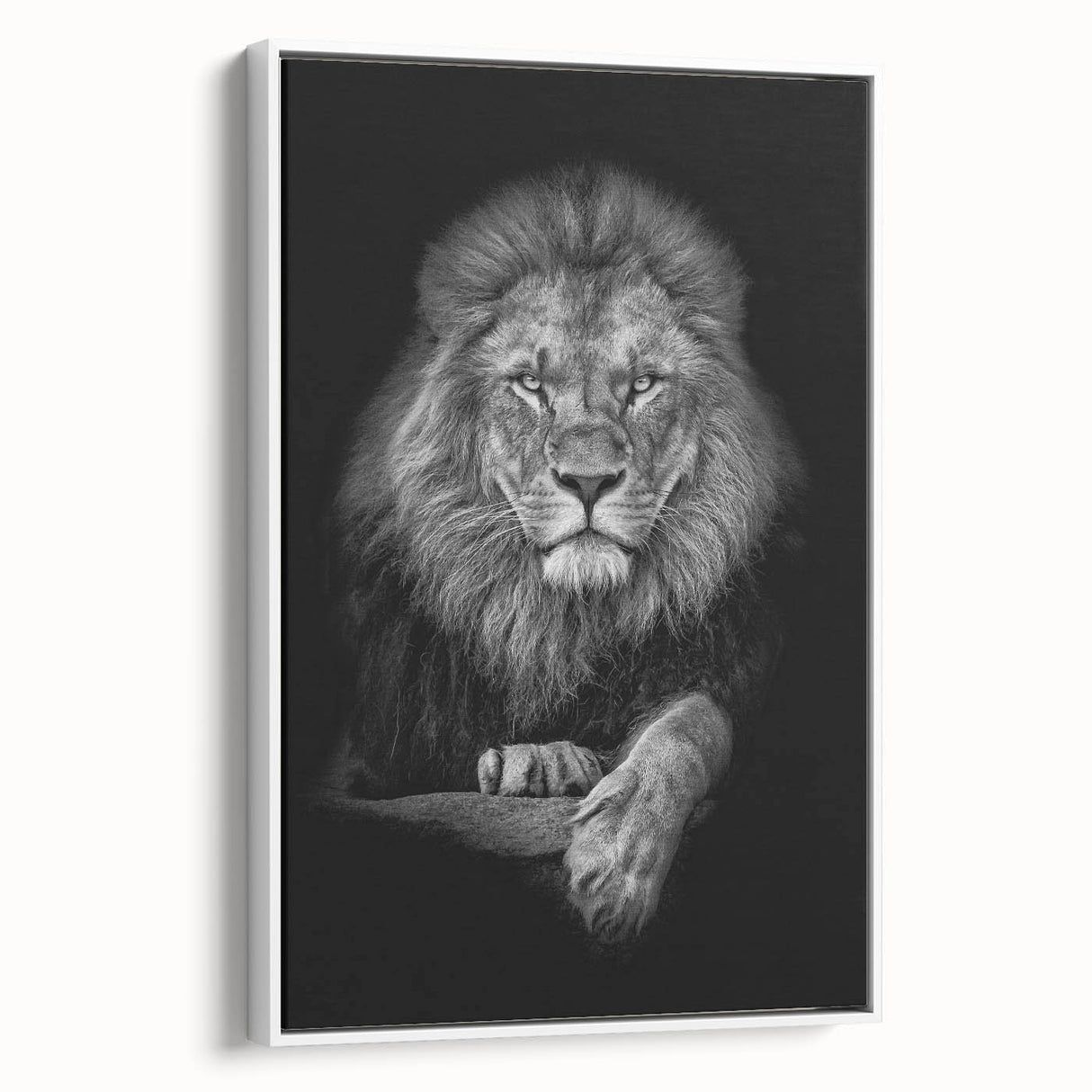 Framed canvas wall art featuring a majestic lion design, showcasing rich golden fur and piercing eyes, set against a minimalist white background, perfect for wildlife enthusiasts.