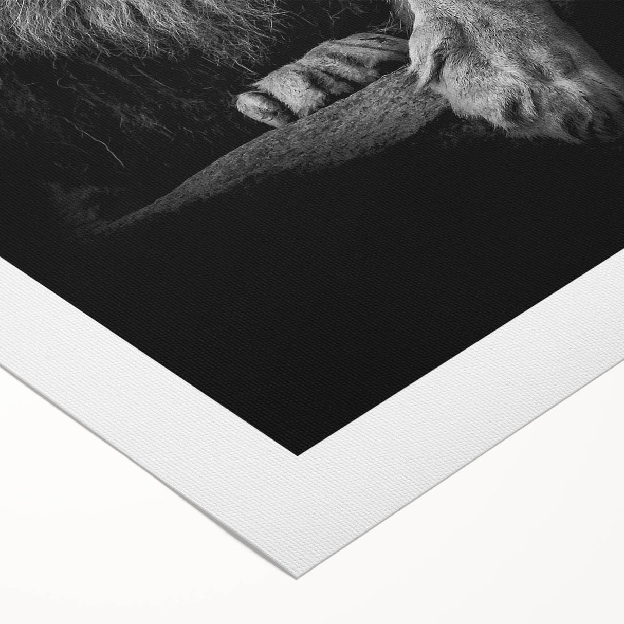 Vibrant rolled canvas featuring a striking lion design, showcasing intricate details and bold colors, perfect for wildlife-themed home decor.