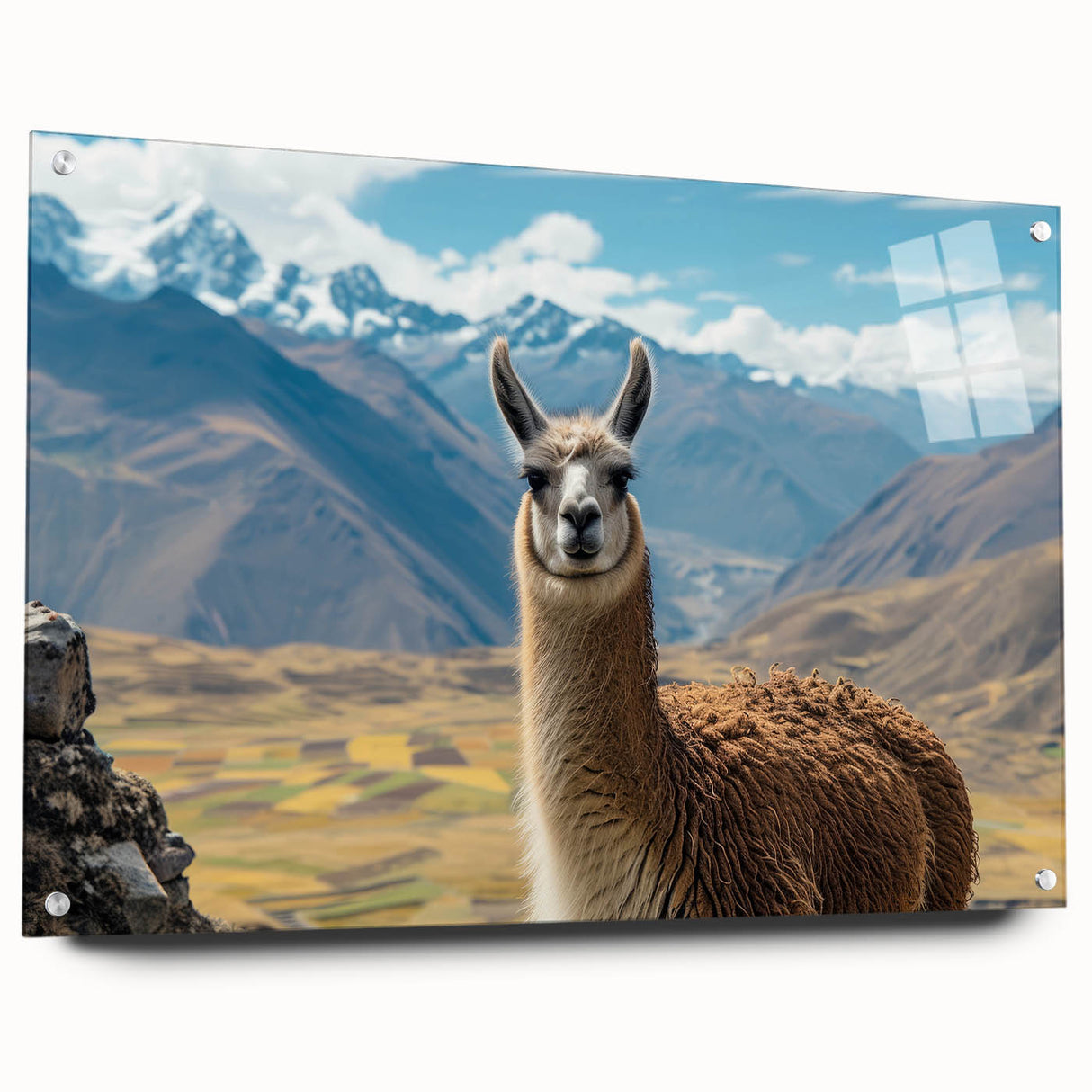 Acrylic glass wall art collection featuring a side view of a whimsical llama and alpaca design, perfect for animal lovers' home decor.