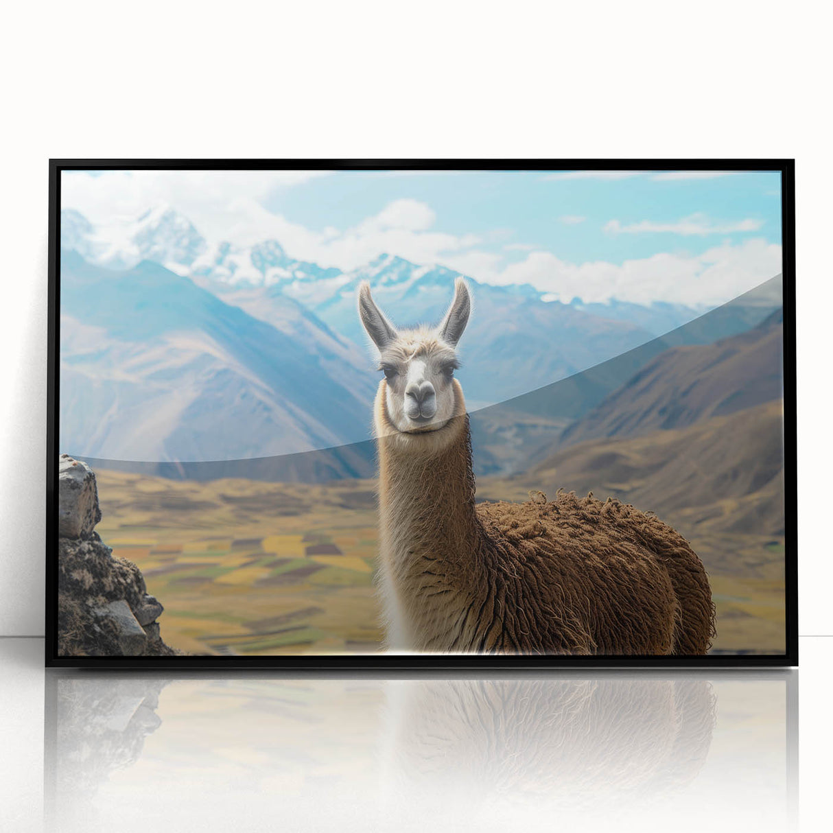 Framed acrylic wall art collection featuring a vibrant design of llamas and alpacas, set against a black background, ideal for animal-themed decor.