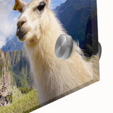 Close-up of a vibrant llama and alpaca wall art design printed on acrylic glass, showcasing intricate details and textures, perfect for animal lovers' decor.