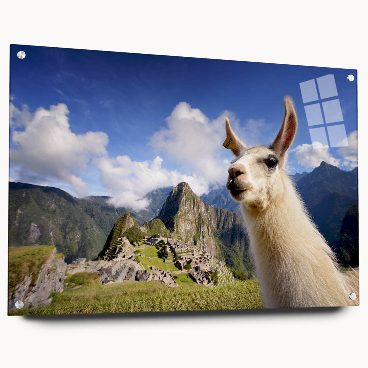 Llama and alpaca wall art collection displayed in a sleek acrylic frame, featuring vibrant colors and detailed designs, perfect for animal lovers and home decor.