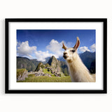 Llama and alpaca wall art design in a black frame, featuring a contemporary aesthetic with a mat, perfect for animal lovers and modern decor enthusiasts.