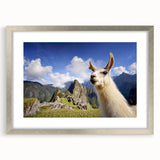 Framed wall art collection featuring a silver mat design showcasing a whimsical llama and alpaca illustration, perfect for animal lovers and home decor enthusiasts.