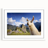 Framed wall art featuring a whimsical llama and alpaca design, showcased with a white mat, perfect for animal lovers and modern decor enthusiasts.
