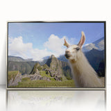 Framed wall art featuring a close-up view of a llama and alpaca design, showcasing vibrant colors and intricate details, perfect for wildlife enthusiasts' decor.