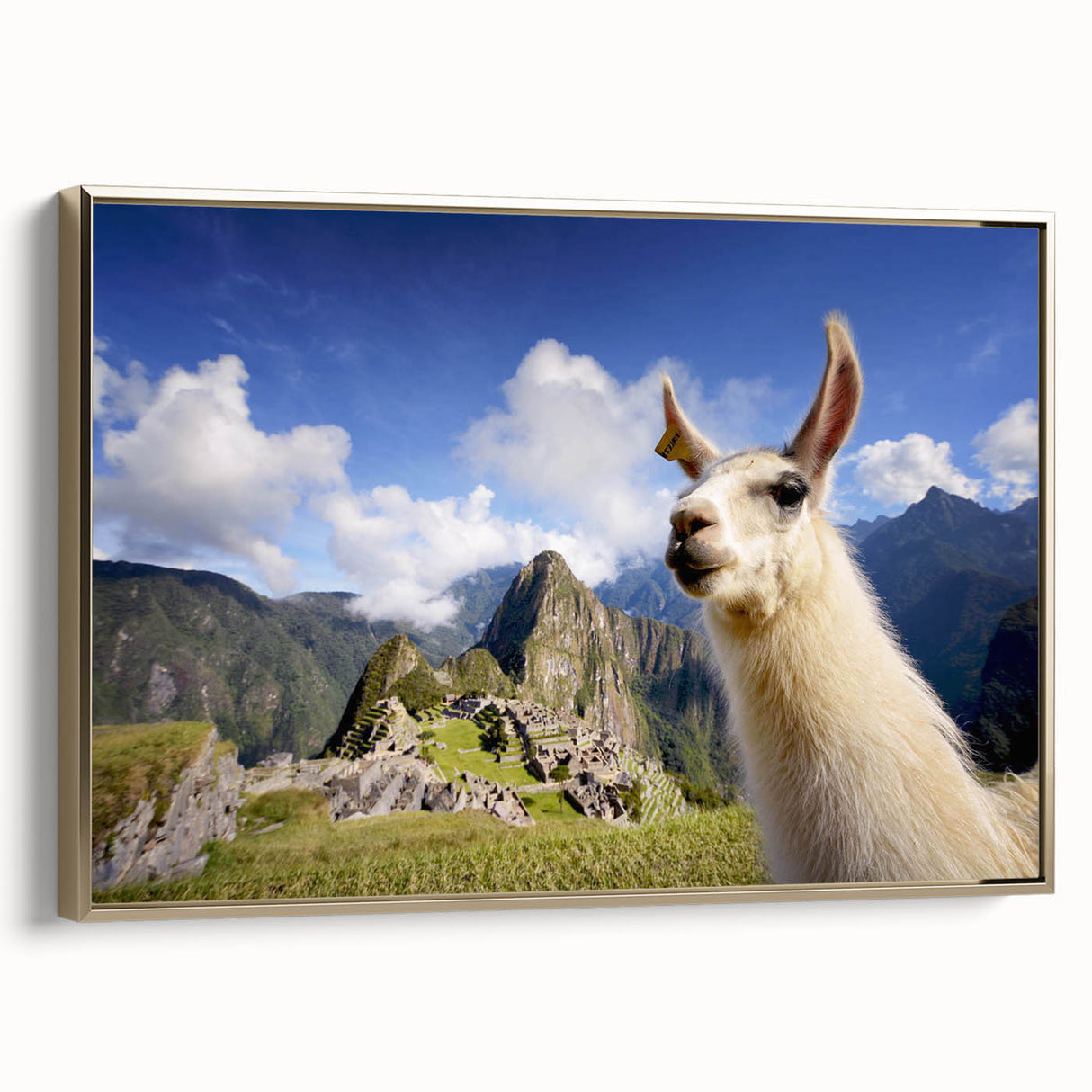 Framed wall art featuring a golden llama and alpaca design, showcasing intricate details and vibrant colors, perfect for animal lovers and home decor enthusiasts.