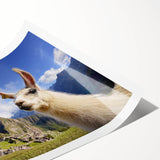 Llama and alpaca wall art print showcasing vibrant colors and intricate designs, rolled in a cardboard tube for easy transport and display in modern decor.