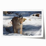 Lynx wall art print showcasing a vibrant, stylized design featuring a majestic lynx in a natural landscape, rolled and ready for framing, perfect for animal lovers.