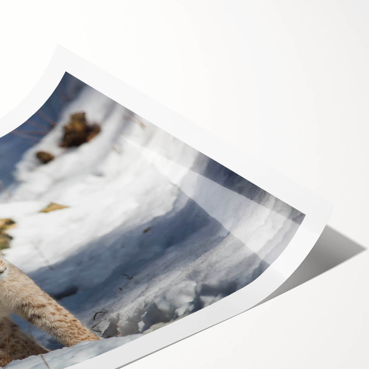 Lynx wall art print showcasing a detailed illustration of a majestic lynx in a vibrant wilderness setting, rolled for easy display and shipping. Perfect for wildlife enthusiasts and home decor.