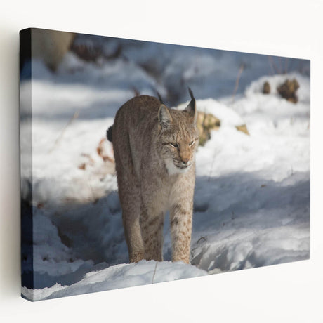Lynx design stretched canvas wall art showcasing a majestic wild lynx in a natural setting, featuring detailed fur textures and vibrant colors, perfect for wildlife enthusiasts.