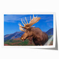 Moose and elk wildlife wall art design featuring vibrant colors and intricate details, rolled and ready for display in a stylish home décor setting.
