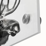 Close-up view of a striking moose and elk wall art design on acrylic glass, showcasing intricate details and vibrant colors in a wildlife-themed collection. This artwork captures the essence of nature, making it a perfect addition to home decor for animal lovers.