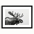 Moose and elk wall art collection framed in black with a mat, showcasing intricate wildlife designs, perfect for nature enthusiasts and home decor.