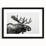 Moose and elk wall art collection framed in black with a mat, showcasing intricate wildlife designs, perfect for nature enthusiasts and home decor.