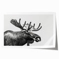 Moose and elk wall art print showcasing a vibrant wildlife scene, featuring detailed illustrations of these majestic animals in a natural setting, rolled for easy framing.