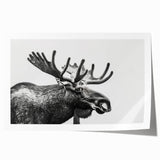 Moose and elk wall art print showcasing a vibrant wildlife scene, featuring detailed illustrations of these majestic animals in a natural setting, rolled for easy framing.