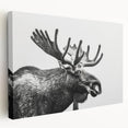 Stretched canvas wall art showcasing a detailed side view of a moose and elk in a natural setting, perfect for wildlife enthusiasts and home decor.